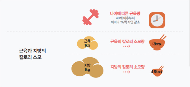 근육과 지방의 칼로리 소모. 나이에 따른 근육량 : 40세 이후부터 해마다 1%씩 자연 감소, 근육의 칼로리 소모량 : 근육 1kg = 13kal, 지방의 칼로리 소모량 : 지방1kg = 4.5kal