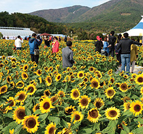 거제섬꽃축제