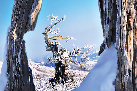 태백산 눈축제