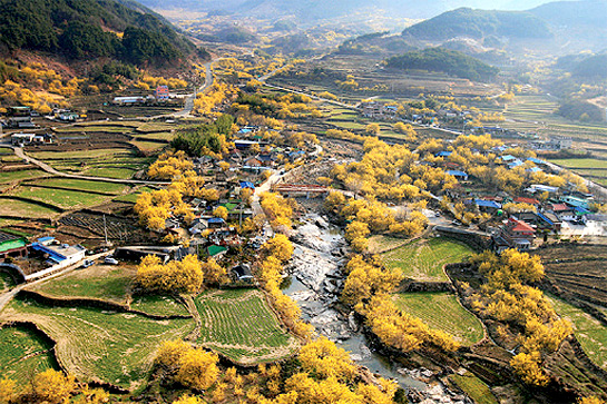 구례 산수유꽃축제