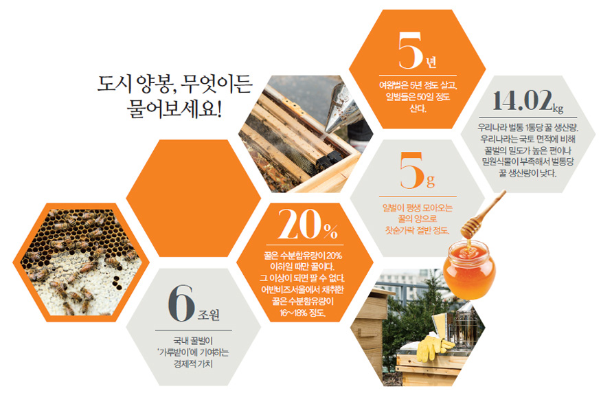 도시 양봉, 무엇이든 물어보세요! : 5년 - 여왕벌은 5년 정도 살고, 일벌들은 50일 정도 산다. 14.02kg - 우리나라 벌통 1통당 꿀 생산량. 우리나라는 국토 면적에 비해 꿀벌의 밀도가 높은 편이나 밀원식물이 부족해서 벌통당 꿀 생산량이 낮다. 5g - 일벌이 평생 모아오는 꿀의 양으로 찻숟가락 절반 정도. 20% - 꿀은 수분함유량이 20% 이하일 때만 꿀이다. 그 이상이 되면 팔 수 없다. 어반비즈서울에서 채취한 꿀은 수분함유량이 16~18% 정도. 6조원 - 국내 꿀벌이‘가루받이’에 기여하는 경제적 가치