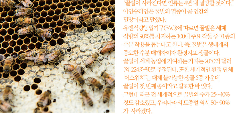 '꿀벌이 사라진다면 인류는 4년 내 멸망할 것이다.' 아인슈타인은 꿀벌의 멸종이 곧 인간의 멸망이라고 말했다. 유엔식량농업기구(FAO)에 따르면 꿀벌은 세계 식량의 90%를 차지하는 100대 주요 작물 중 71종의 수분 작용을 돕는다고 한다. 즉, 꿀벌은 생태계의 중요한 수분 매개자이자 환경지표 생물이다. 꿀벌이 세계 농업에 기여하는 가치는 2030억 달러(약 224조원)로 추정된다. 또한 세계적인 환경 단체‘어스 워치’는 대체 불가능한 생물 5종 가운데 꿀벌이 첫 번째 종이라고 발표한 바 있다. 그런데 최근 전 세계적으로 꿀벌의 수가 25~40% 정도 감소했고, 우리나라의 토종벌 역시 80~90%가 사라졌다.